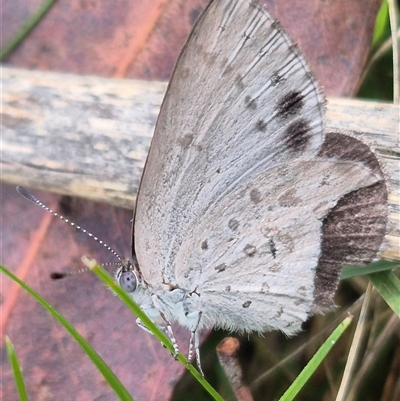 Erina hyacinthina (Varied Dusky-blue) at Monga, NSW - 6 Mar 2025 by clarehoneydove