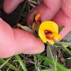 Mirbelia platylobioides (Large-flowered Mirbelia) at Mongarlowe, NSW - 6 Mar 2025 by clarehoneydove