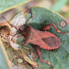 Amorbus obscuricornis (Eucalyptus Tip Wilter) at Mongarlowe, NSW - 6 Mar 2025 by clarehoneydove