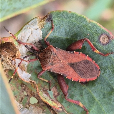 Amorbus obscuricornis (Eucalyptus Tip Wilter) at Mongarlowe, NSW - 6 Mar 2025 by clarehoneydove