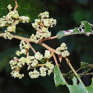 Alphitonia excelsa at Sheldon, QLD - suppressed