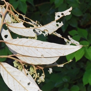 Alphitonia excelsa at Sheldon, QLD - suppressed
