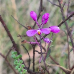 Comesperma ericinum (Heath Milkwort) at Mongarlowe, NSW - 6 Mar 2025 by clarehoneydove