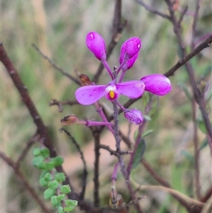 Comesperma ericinum at Mongarlowe, NSW - Yesterday by clarehoneydove