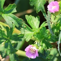 Geranium sp. Pleated sepals (D.E.Albrecht 4707) Vic. Herbarium (Naked Crane's-bill) at Killara, VIC - 2 Mar 2025 by KylieWaldon