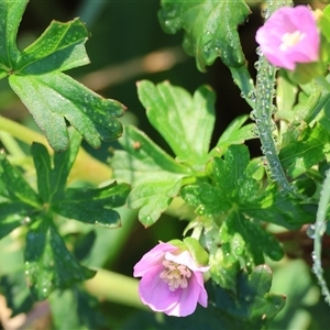 Unidentified Other Wildflower or Herb at Killara, VIC - 2 Mar 2025 by KylieWaldon