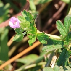 Geranium sp. Pleated sepals (D.E.Albrecht 4707) Vic. Herbarium at Killara, VIC - 2 Mar 2025 08:30 AM