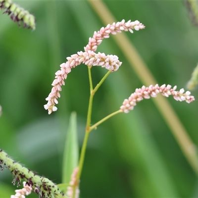 Persicaria lapathifolia (Pale Knotweed) at Killara, VIC - 2 Mar 2025 by KylieWaldon