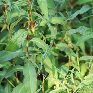 Persicaria lapathifolia at Killara, VIC - 2 Mar 2025 08:20 AM
