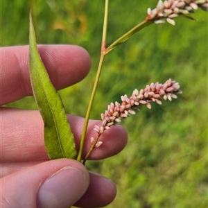 Persicaria sp. at Burra, NSW - 2 Mar 2025 by clarehoneydove