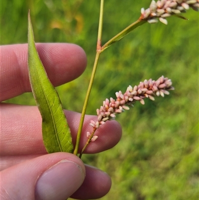 Persicaria lapathifolia (Pale Knotweed) at Burra, NSW - 2 Mar 2025 by clarehoneydove