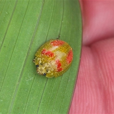 Paropsisterna fastidiosa (Eucalyptus leaf beetle) at Mongarlowe, NSW - 6 Mar 2025 by clarehoneydove