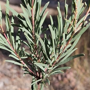 Acacia boormanii at Weetangera, ACT - 6 Mar 2025 09:30 AM