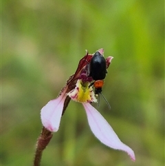 Adoxia benallae (Leaf beetle) at Mongarlowe, NSW - 6 Mar 2025 by clarehoneydove