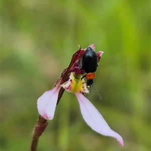 Adoxia benallae at Mongarlowe, NSW - suppressed