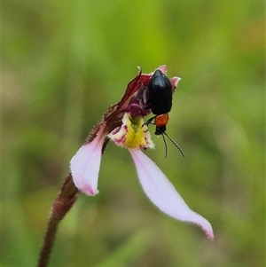 Adoxia benallae at Mongarlowe, NSW - suppressed