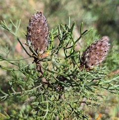 Petrophile canescens (Conesticks) at Monga, NSW - 6 Mar 2025 by clarehoneydove