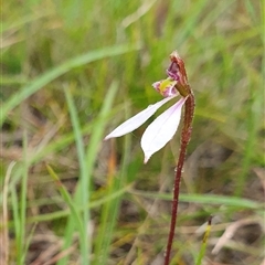 Eriochilus cucullatus (Parson's Bands) at Penrose, NSW - 6 Mar 2025 by Aussiegall