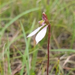 Eriochilus cucullatus at Penrose, NSW - suppressed