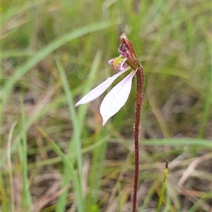 Eriochilus cucullatus at Penrose, NSW - suppressed