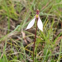 Eriochilus cucullatus at Penrose, NSW - suppressed