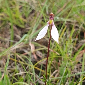 Eriochilus cucullatus at Penrose, NSW - suppressed