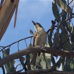 Cracticus torquatus (Grey Butcherbird) at Bruce, ACT - 6 Mar 2025 by AlisonMilton