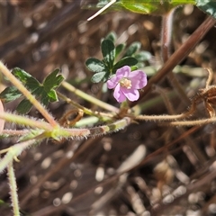 Geranium solanderi var. solanderi (Native Geranium) at Hawker, ACT - 6 Mar 2025 by sangio7