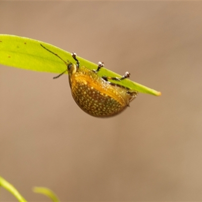 Paropsisterna cloelia (Eucalyptus variegated beetle) at Bruce, ACT - 6 Mar 2025 by AlisonMilton