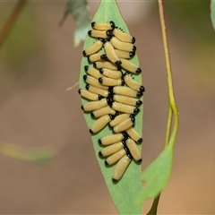 Paropsisterna cloelia (Eucalyptus variegated beetle) at Bruce, ACT - 6 Mar 2025 by AlisonMilton