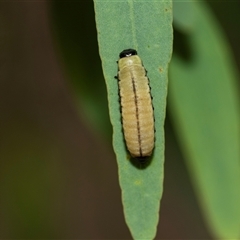 Paropsisterna cloelia at Bruce, ACT - Yesterday 12:26 PM