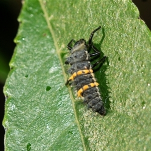 Harmonia conformis at Higgins, ACT - Yesterday 08:24 AM