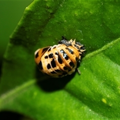 Harmonia conformis at Higgins, ACT - Yesterday 08:24 AM