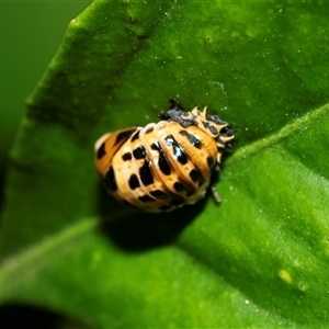 Harmonia conformis at Higgins, ACT - Yesterday 08:24 AM