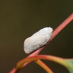 Anzora unicolor (Grey Planthopper) at Bruce, ACT - 6 Mar 2025 by AlisonMilton