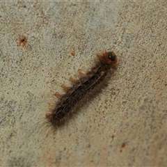 Leptocneria reducta (White Cedar Moth) at Bruce, ACT - 6 Mar 2025 by AlisonMilton