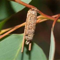 Trigonocyttara clandestina (Less-stick Case Moth) at Bruce, ACT - 6 Mar 2025 by AlisonMilton