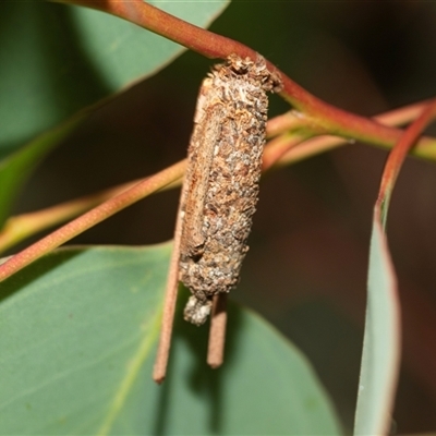 Trigonocyttara clandestina (Less-stick Case Moth) at Bruce, ACT - 6 Mar 2025 by AlisonMilton