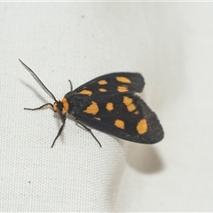 Asura cervicalis (Spotted Lichen Moth) at Higgins, ACT - 6 Mar 2025 by AlisonMilton