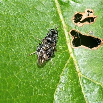 Diptera (order) (Fly - Unidentified) at Higgins, ACT - 6 Mar 2025 by AlisonMilton