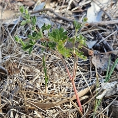 Geranium solanderi var. solanderi (Native Geranium) at Hawker, ACT - 6 Mar 2025 by sangio7