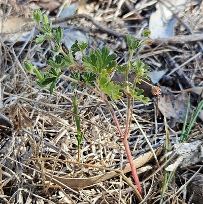 Geranium solanderi var. solanderi (Native Geranium) at Hawker, ACT - 6 Mar 2025 by sangio7