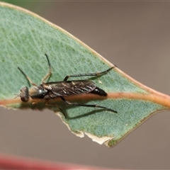 Diptera (order) (Fly - Unidentified) at Bruce, ACT - 6 Mar 2025 by AlisonMilton