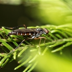 Taenogerella elizabethae at Bruce, ACT - 6 Mar 2025 by AlisonMilton