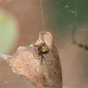 Unidentified Other web-building spider at Bruce, ACT - 6 Mar 2025 by AlisonMilton