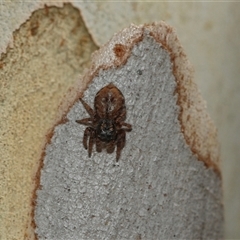 Servaea sp. (genus) (Unidentified Servaea jumping spider) at Bruce, ACT - 6 Mar 2025 by AlisonMilton