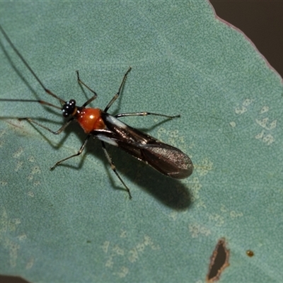 Rayieria basifer (Braconid-mimic plant bug) at Bruce, ACT - 6 Mar 2025 by AlisonMilton