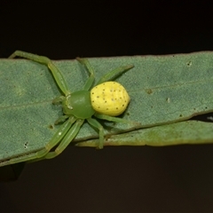 Thomisidae (family) (Unidentified Crab spider or Flower spider) at Higgins, ACT - 5 Mar 2025 by AlisonMilton