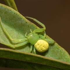 Thomisidae (family) at Higgins, ACT - 5 Mar 2025 01:49 PM