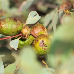 Unidentified Eucalyptus Gall at Bruce, ACT - 6 Mar 2025 by AlisonMilton